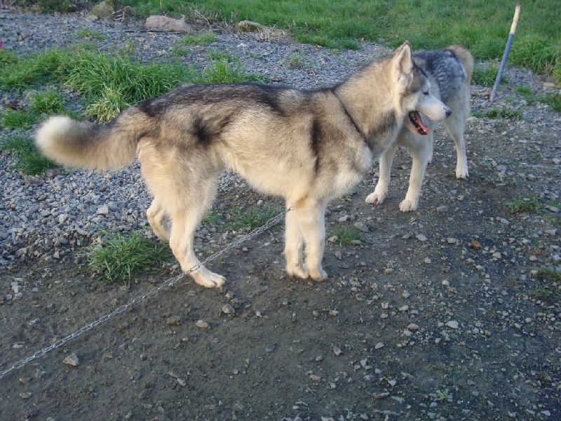 Jahyden Spirit Of The Ice Wolf