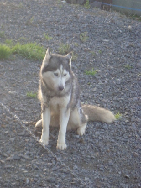 H'alaska Spirit Of The Ice Wolf