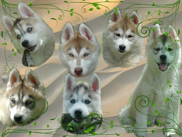 Spirit Of The Ice Wolf - Siberian Husky - Portée née le 22/04/2012